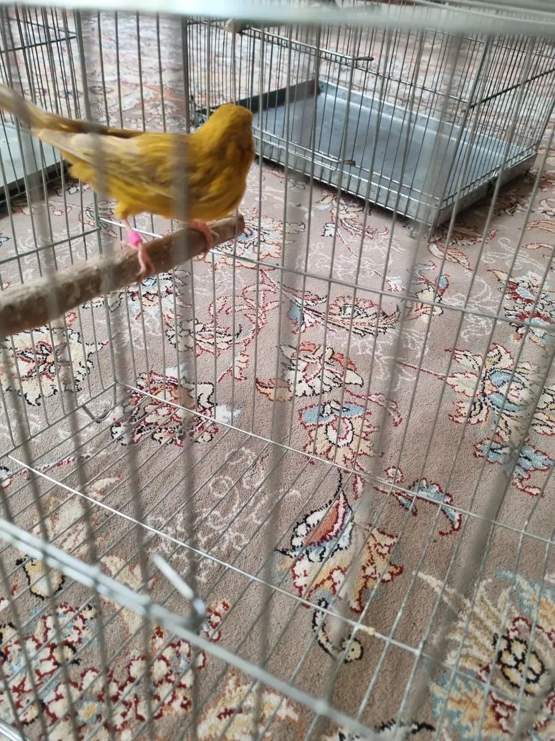 قناری|پرنده|شاهینشهر, خانه کارگر|دیوار