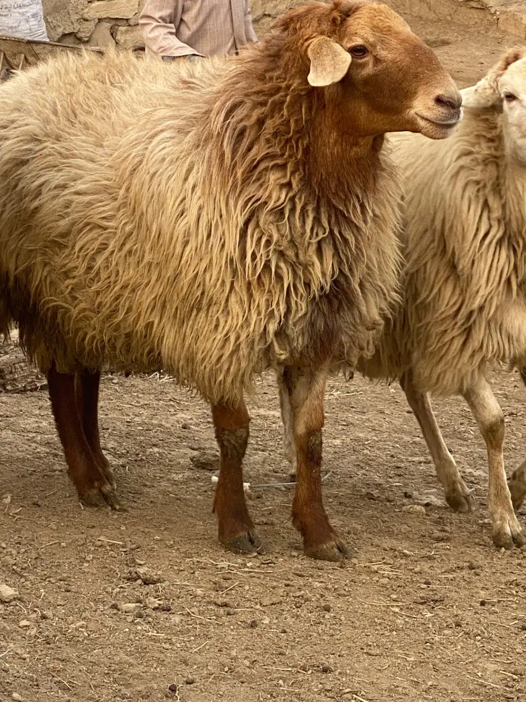 قوچ|حیوانات مزرعه|اصلاندوز, |دیوار