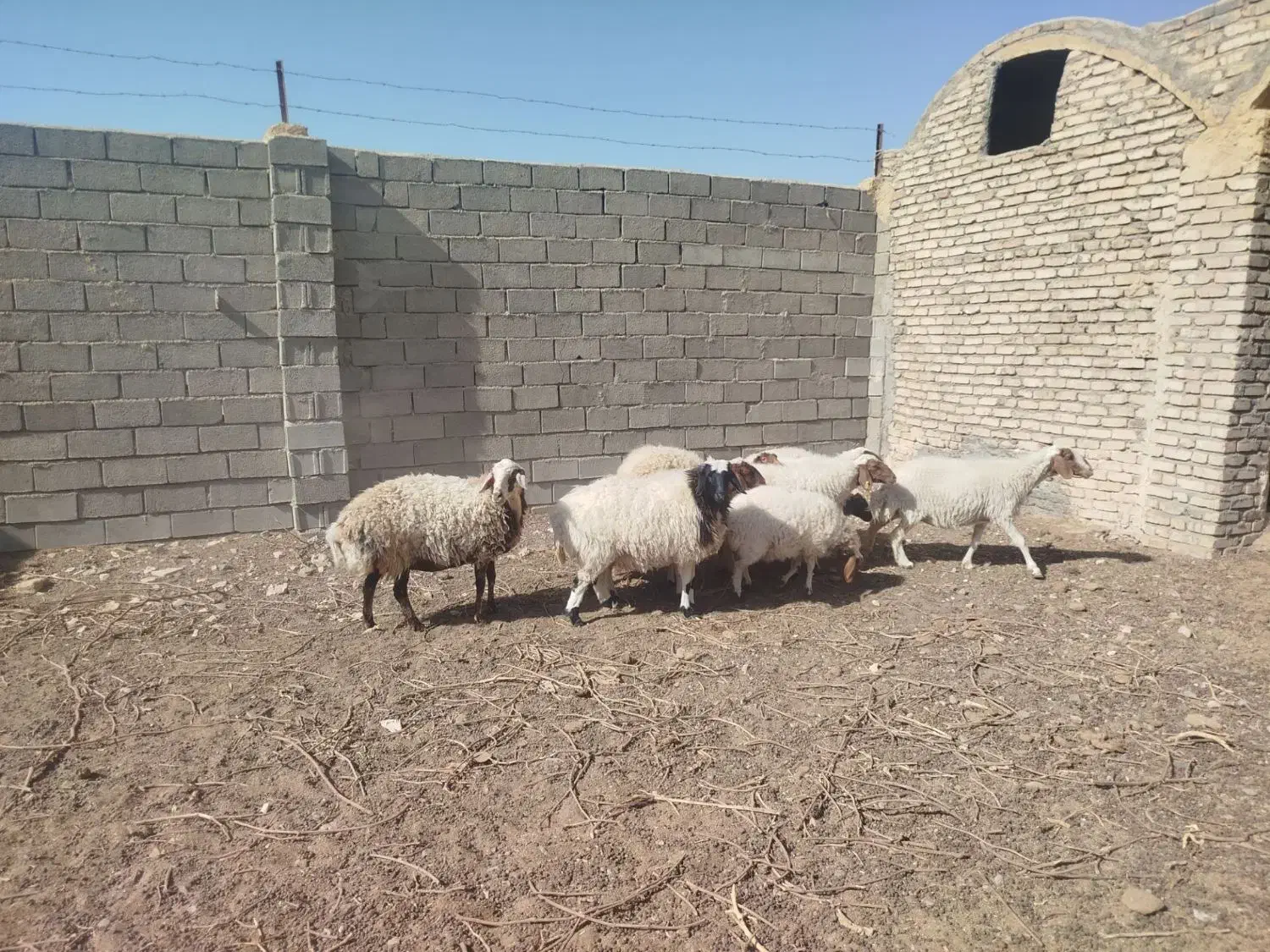 میش زایده فروشی|حیوانات مزرعه|کاشمر, |دیوار