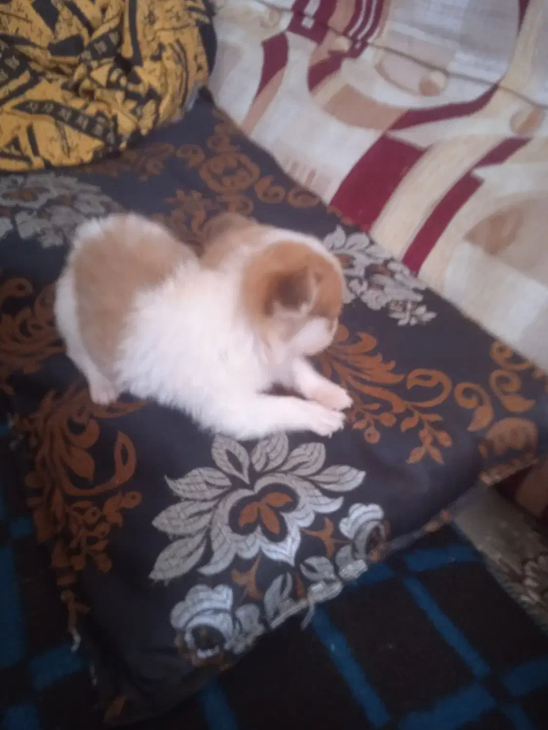 سگ شیزو|سگ|مسجد سلیمان, |دیوار