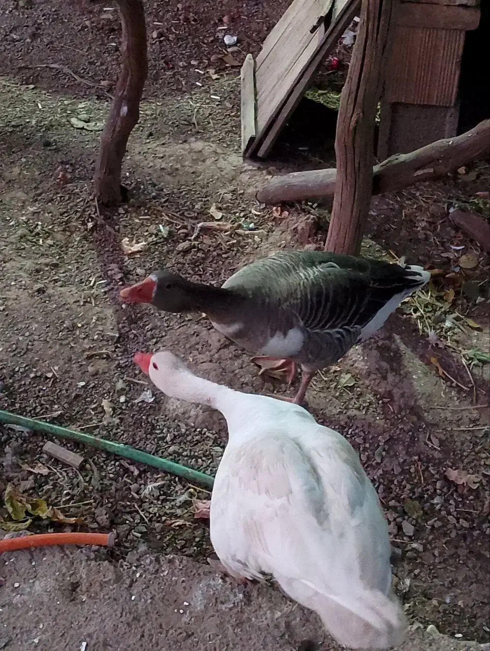 غازمحلی وفریح|حیوانات مزرعه|کشکسرای, |دیوار