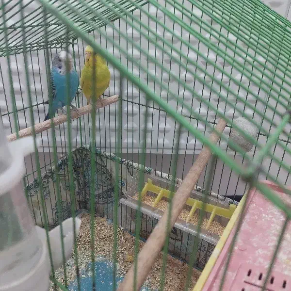 مرغ عشق|پرنده|چهاردانگه (تهران), |دیوار