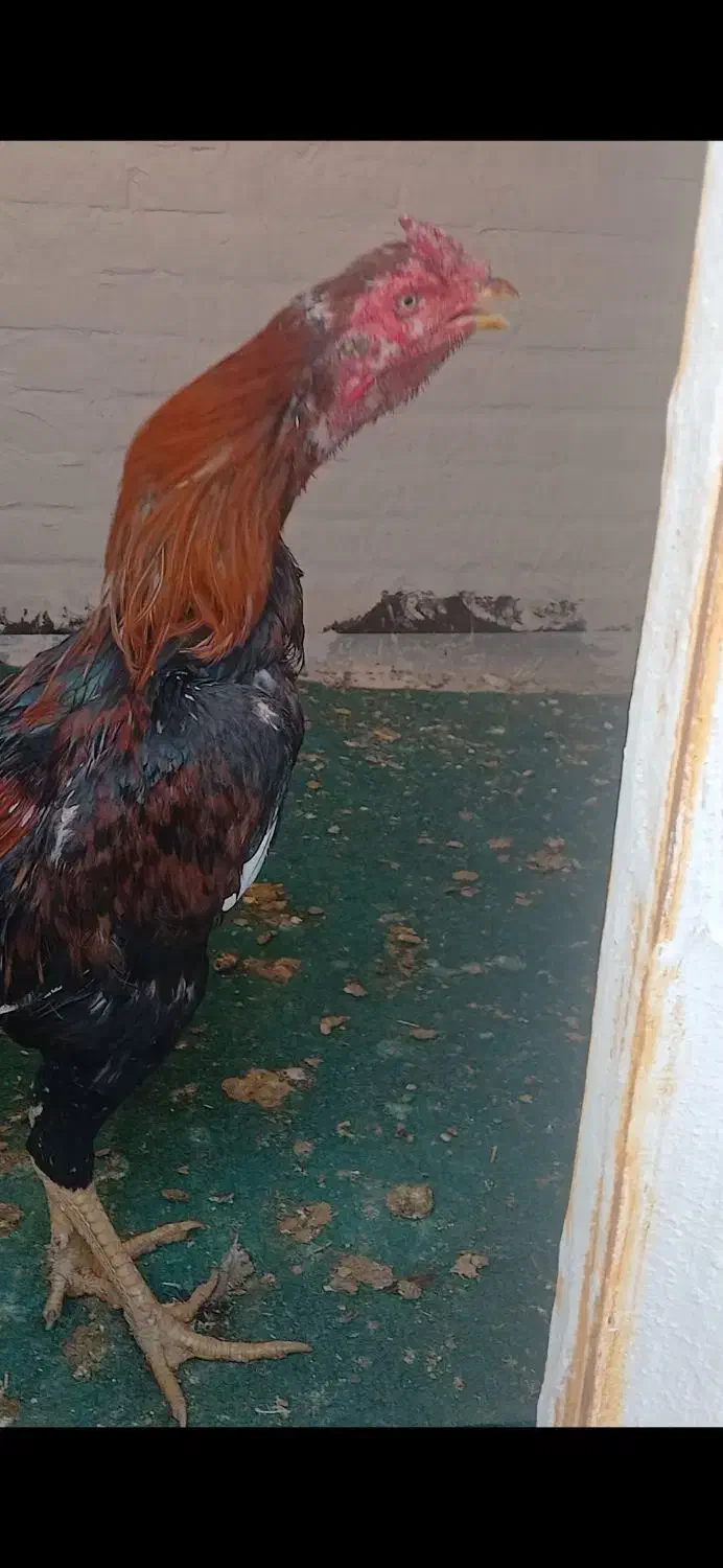 لاری دورگه ژاپنی|حیوانات مزرعه|مهاباد (آذربایجان غربی), |دیوار