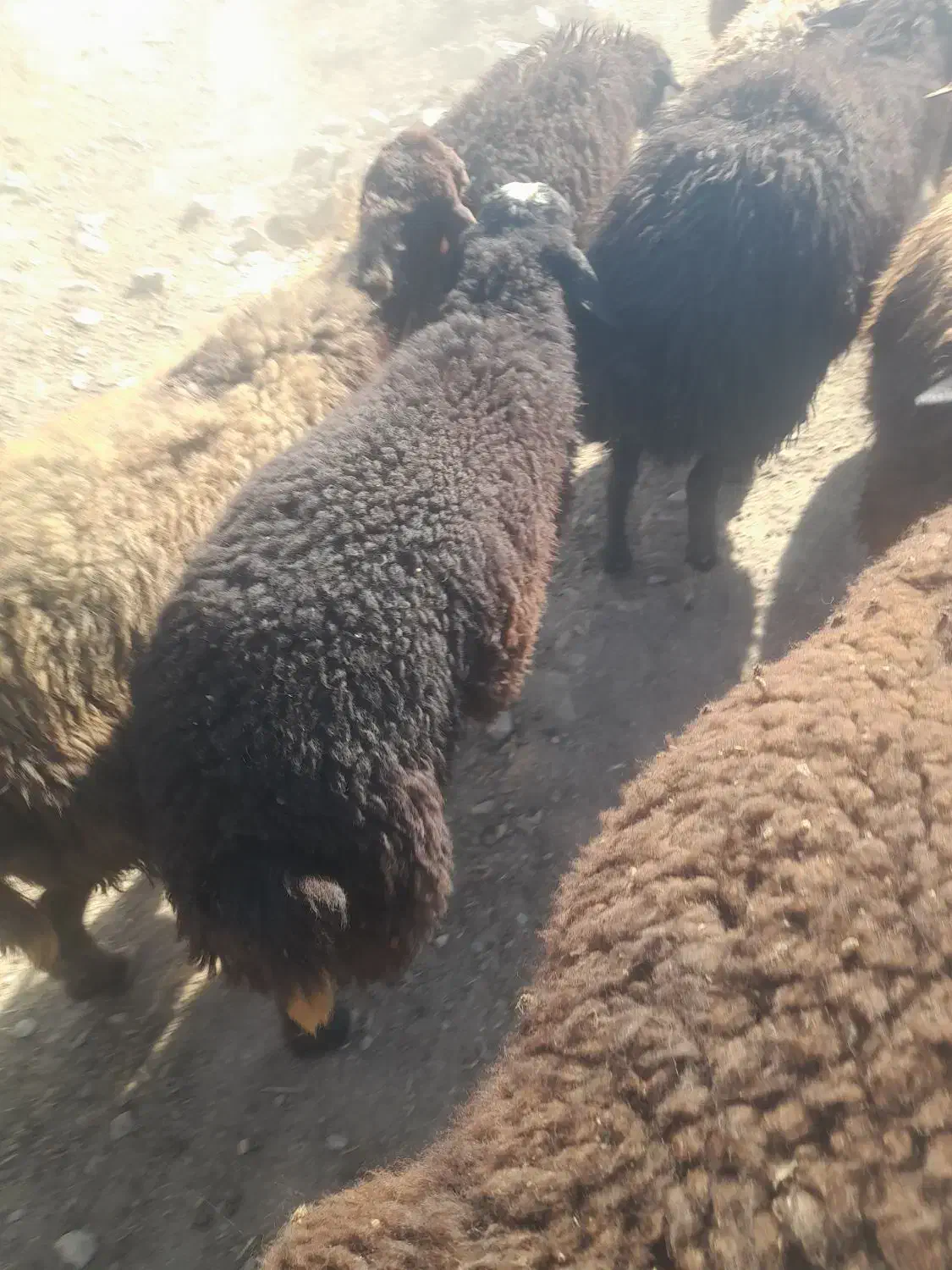 بره بهارزا|حیوانات مزرعه|الیگودرز, |دیوار