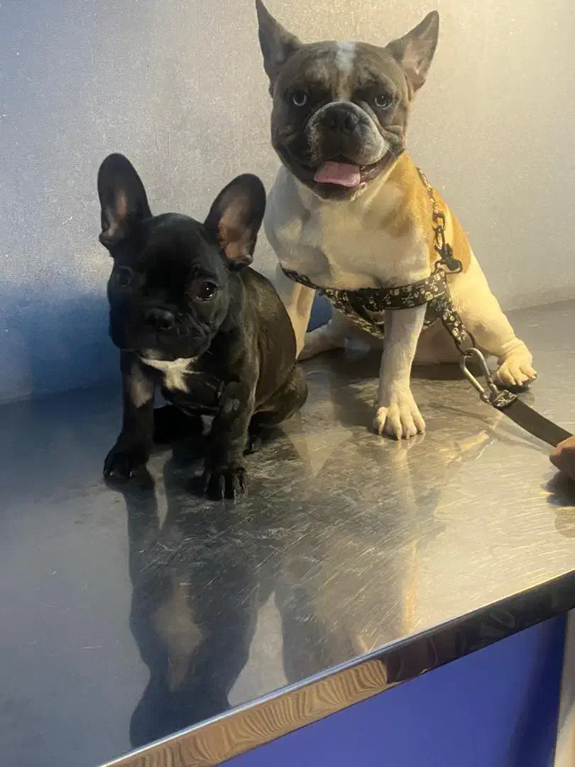 فرنچ بولداگ|سگ|ابریشم, |دیوار