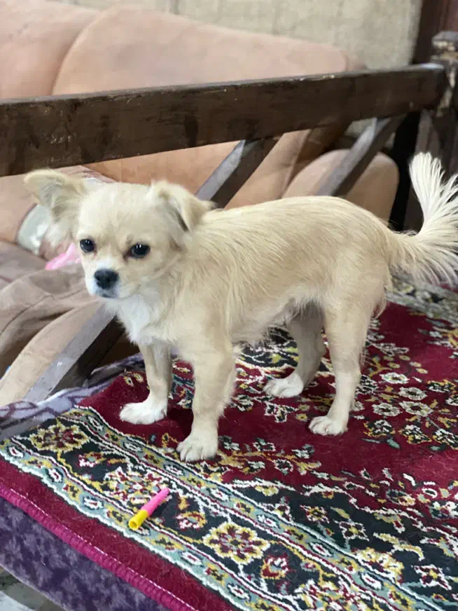 سگ پامرین|سگ|کرمانشاه, |دیوار