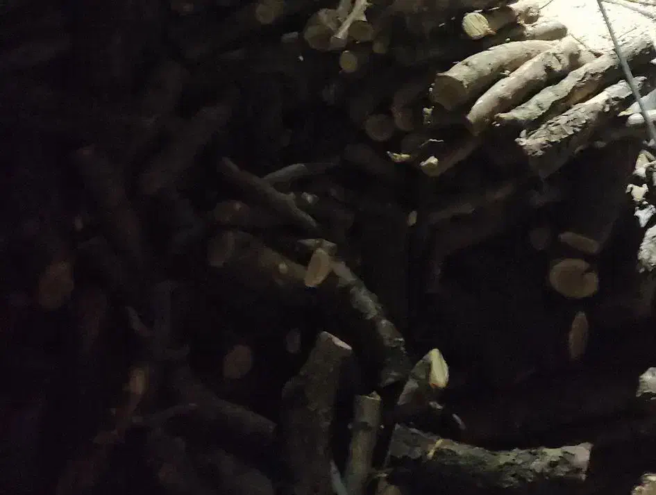 خرید چوب زغال|خدمات باغبانی و درختکاری|سامان, |دیوار