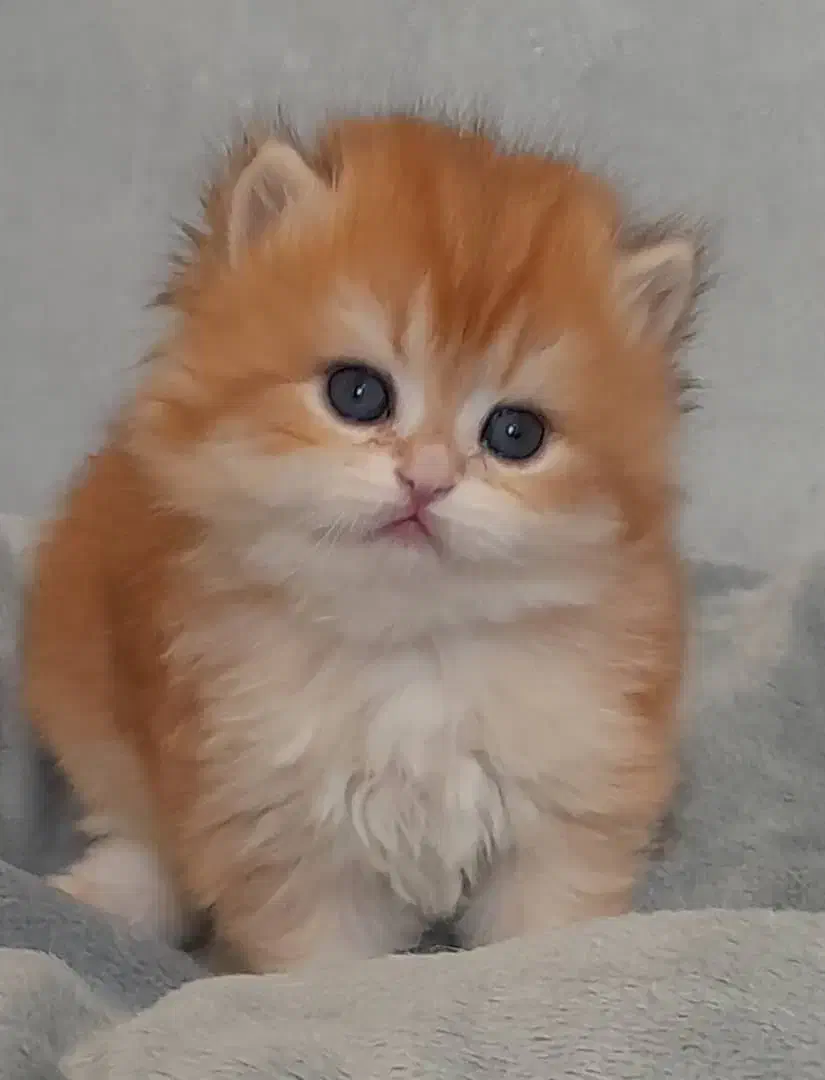 فروشگاه گربهها ( پرشین / بریتیش / اسکاتیش )|گربه|اصفهان, جلفا|دیوار