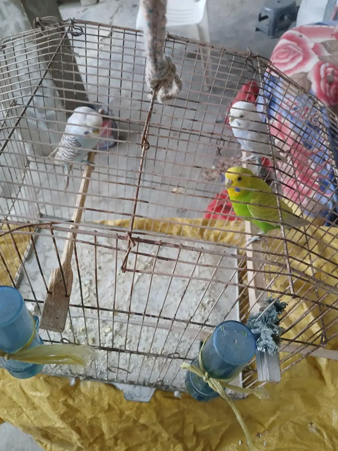 مرغ عشق|پرنده|قشم, |دیوار