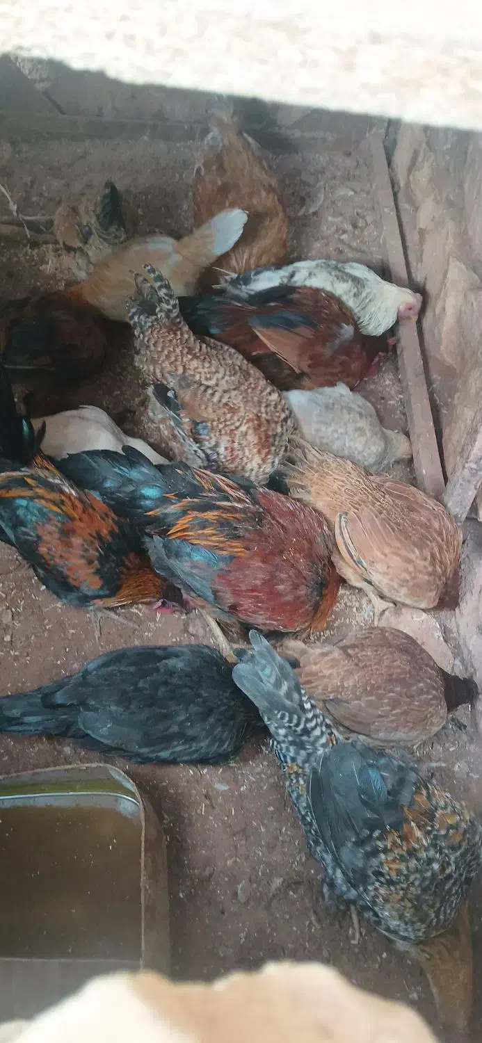 خروس مرغ کلشیر|حیوانات مزرعه|کوهدشت, |دیوار