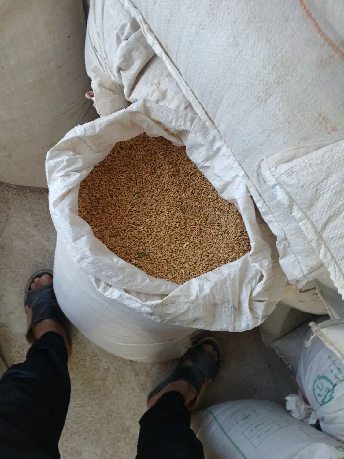 فروش گندم بذری پیشگام و رخشان و. جو جلگه|خدمات باغبانی و درختکاری|پائین جام, |دیوار