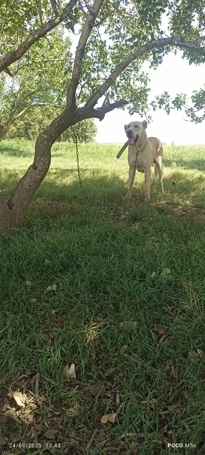 واگزاری سرابی نر|سگ|قلقل رود, |دیوار