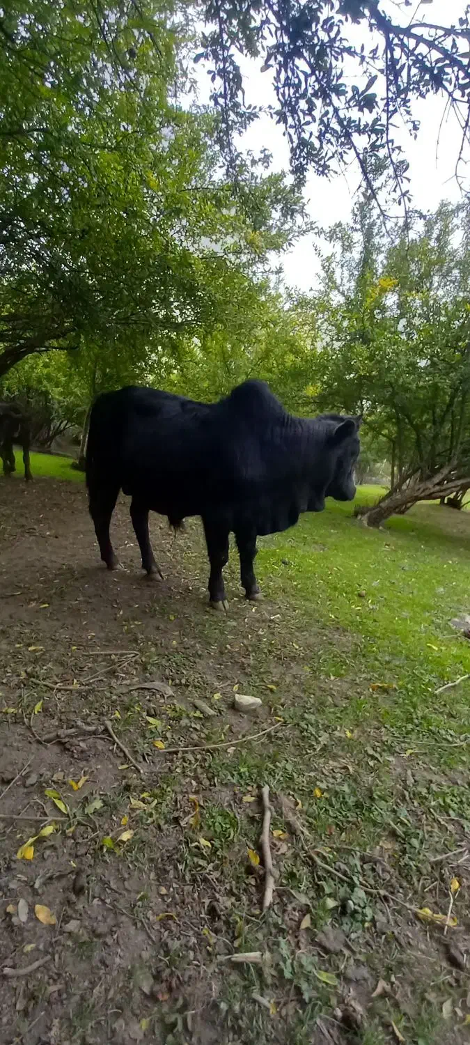 گوساله نر ناف دار|حیوانات مزرعه|رضوانشهر, |دیوار