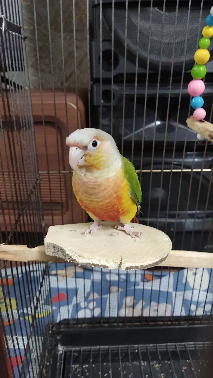 گرینچیک آناناسی|پرنده|چهاردانگه (تهران), |دیوار