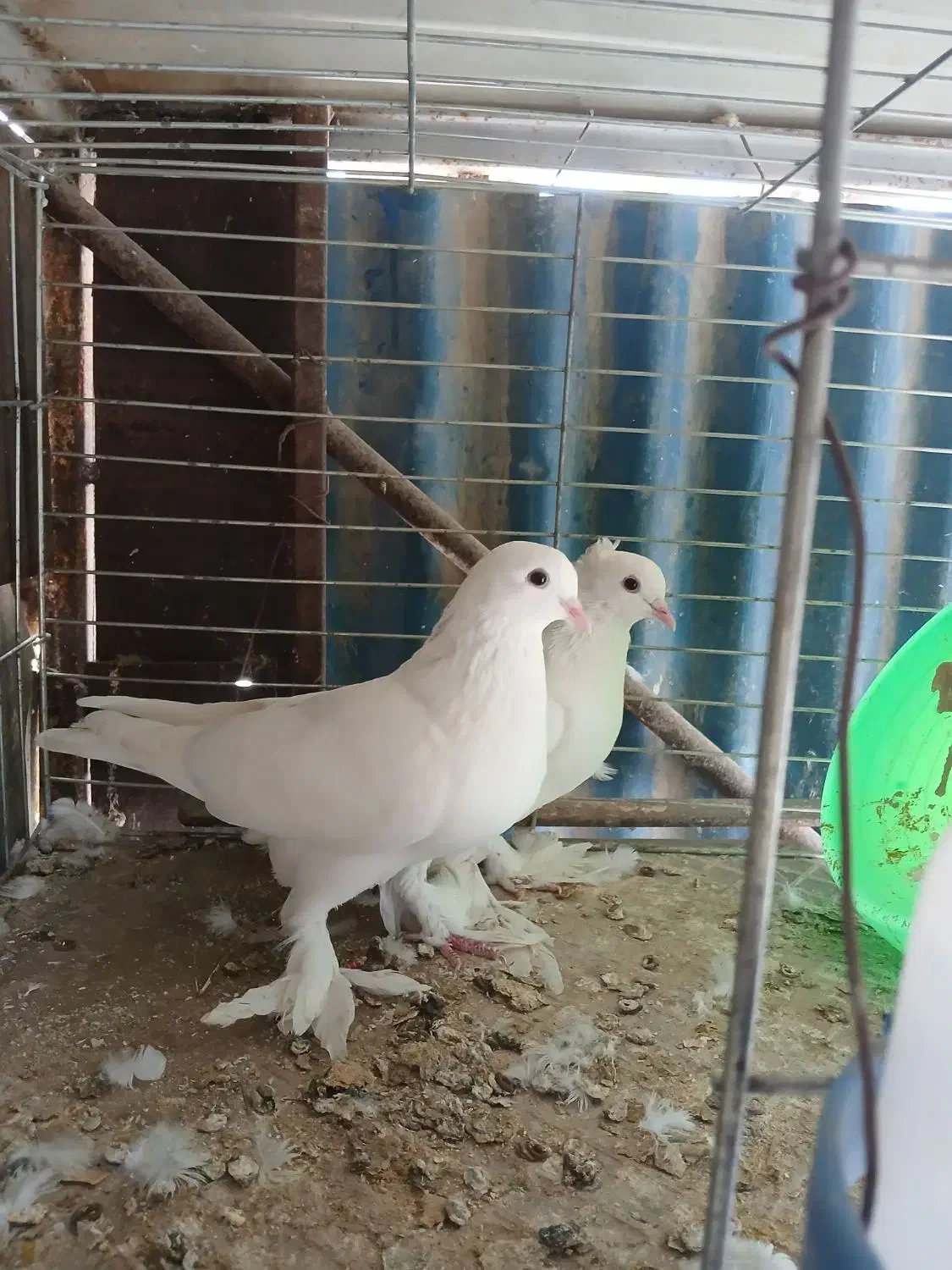 یک جفت سفیدودوکت نر|پرنده|میناب, |دیوار