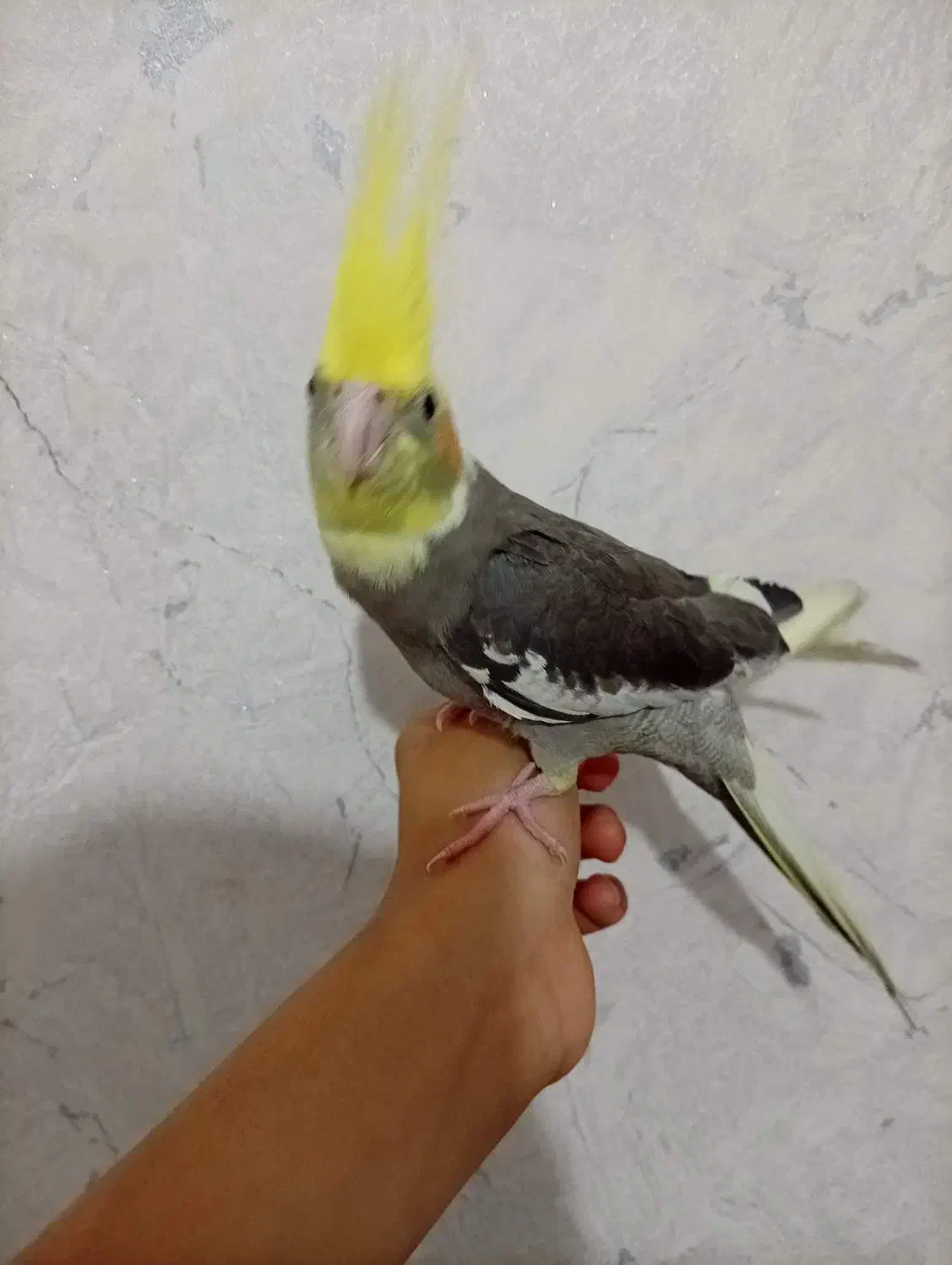 عروس هلندی دستی رام رام|پرنده|قزوین, |دیوار