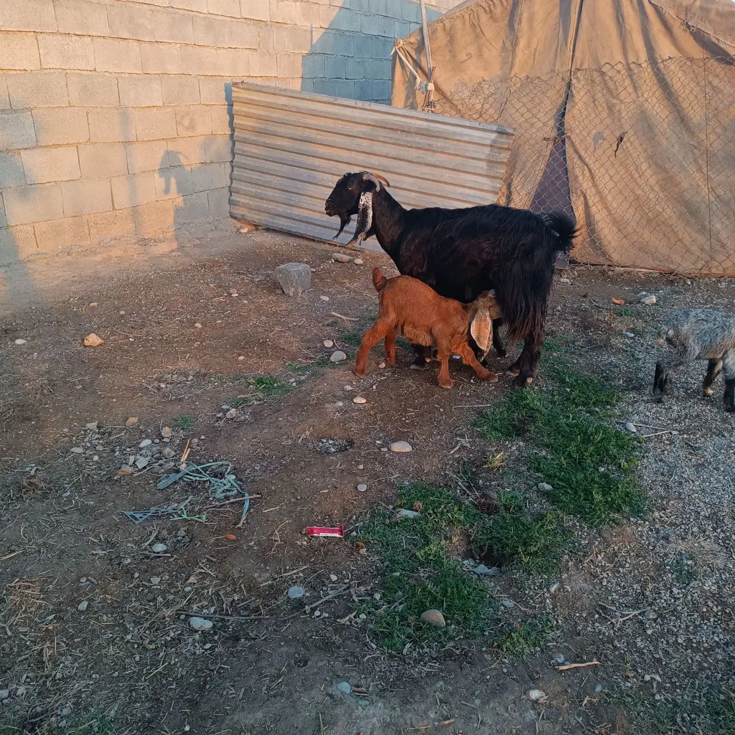 بز و بیگ|حیوانات مزرعه|دزفول, |دیوار