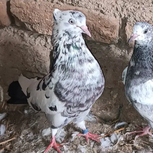 کبوتر|پرنده|خاوران, |دیوار