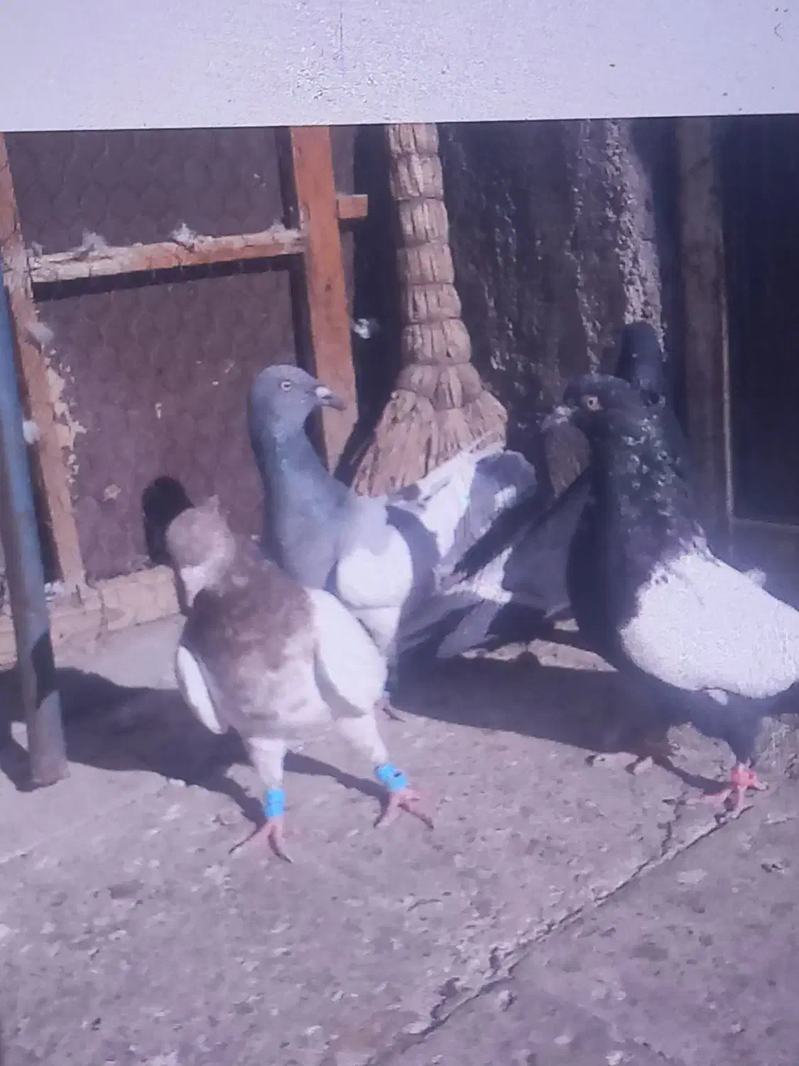 کفتر کبوتر یهودی سبز|پرنده|مشهد, هفده شهریور|دیوار