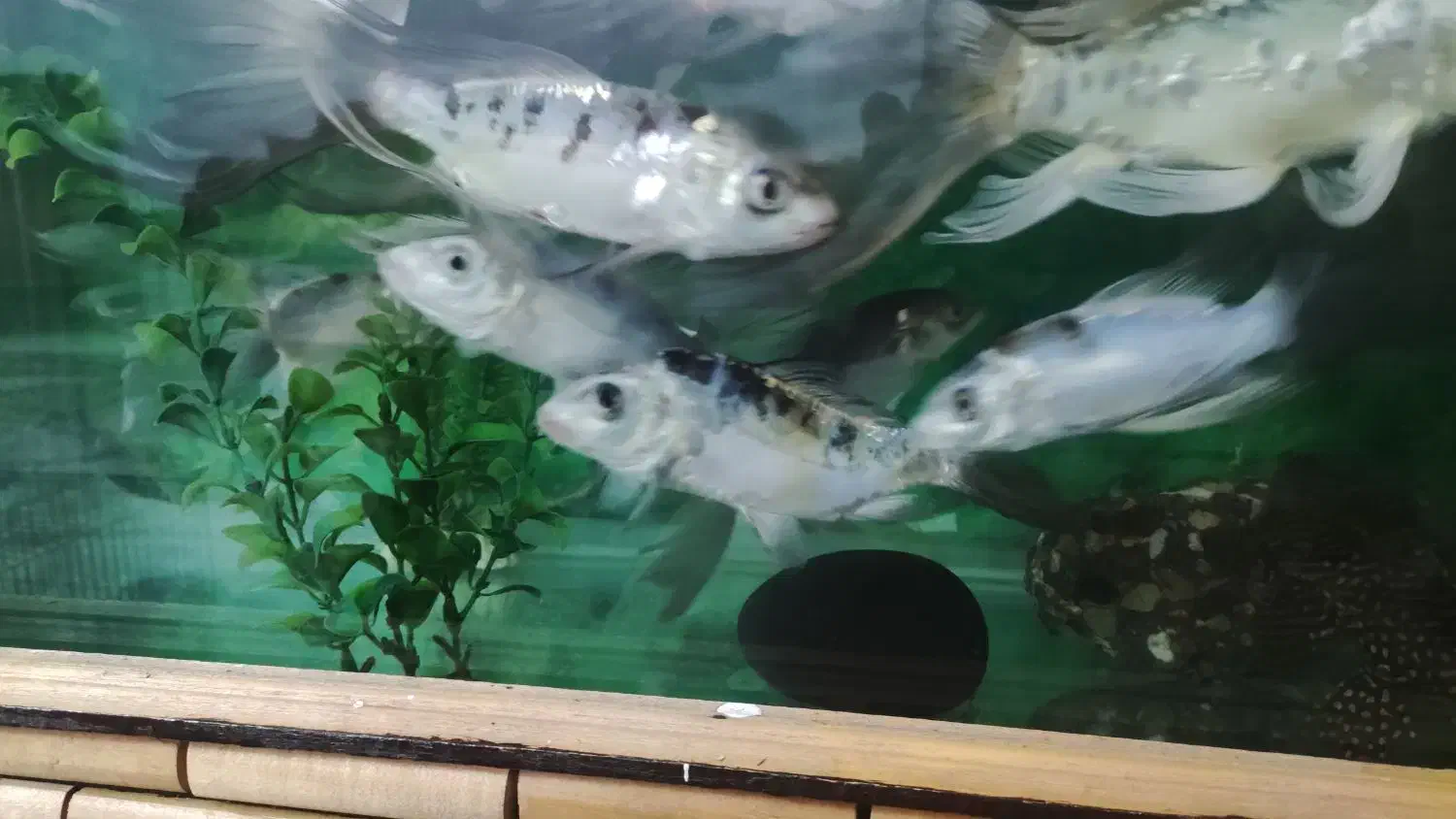 ماهی کوی|ماهی|تهران, تهرانسر شمالی|دیوار