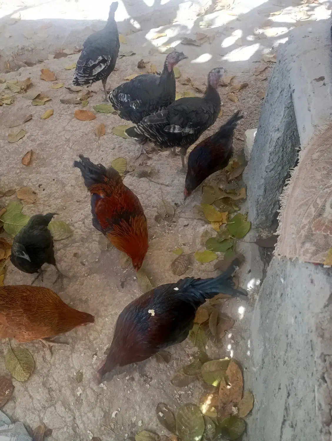 فروشی خروس 4عدد وار 2عدد 3عدد بوقلمون|حیوانات مزرعه|نورآباد, |دیوار