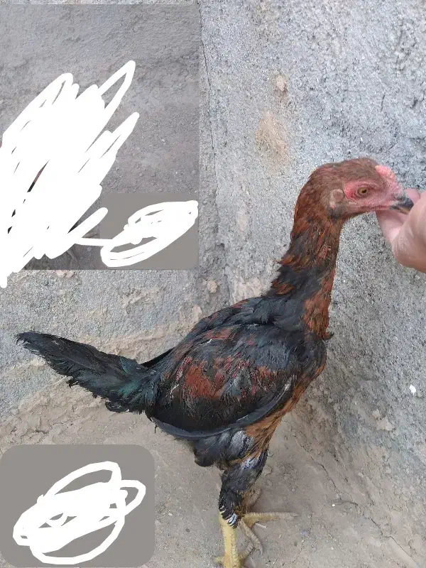 جوجه خوروس|حیوانات مزرعه|جغتای, |دیوار