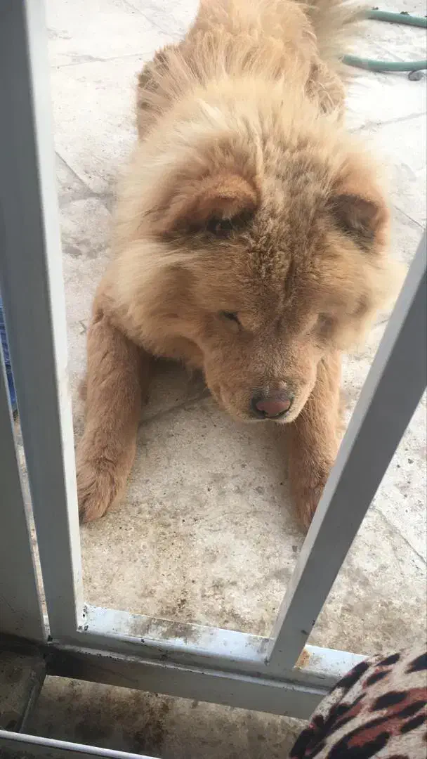 واگذاری سگ چاوچاو|سگ|اصفهان, کوی سپاهان|دیوار