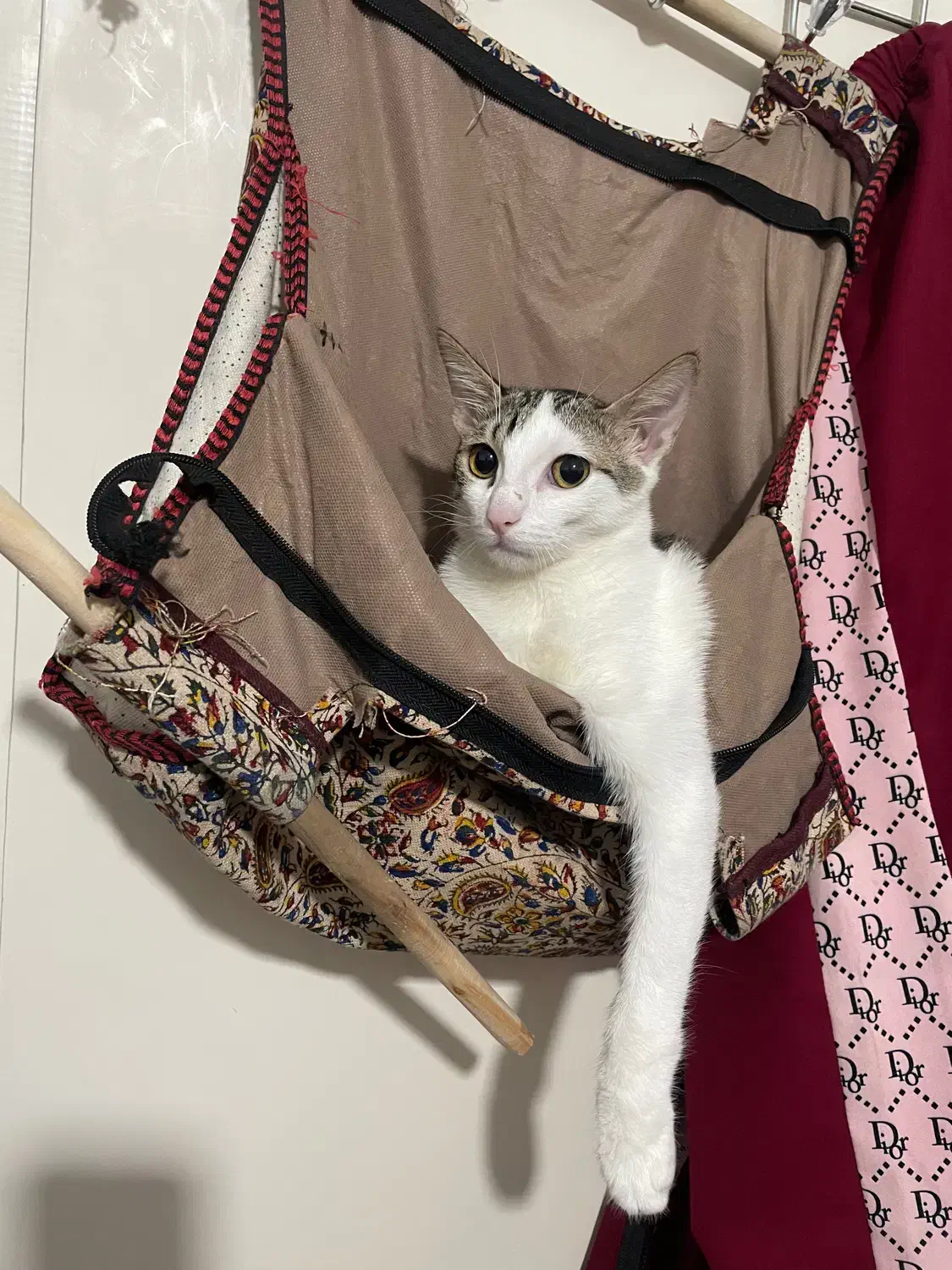 واگذاری گربه|گربه|بابل, |دیوار