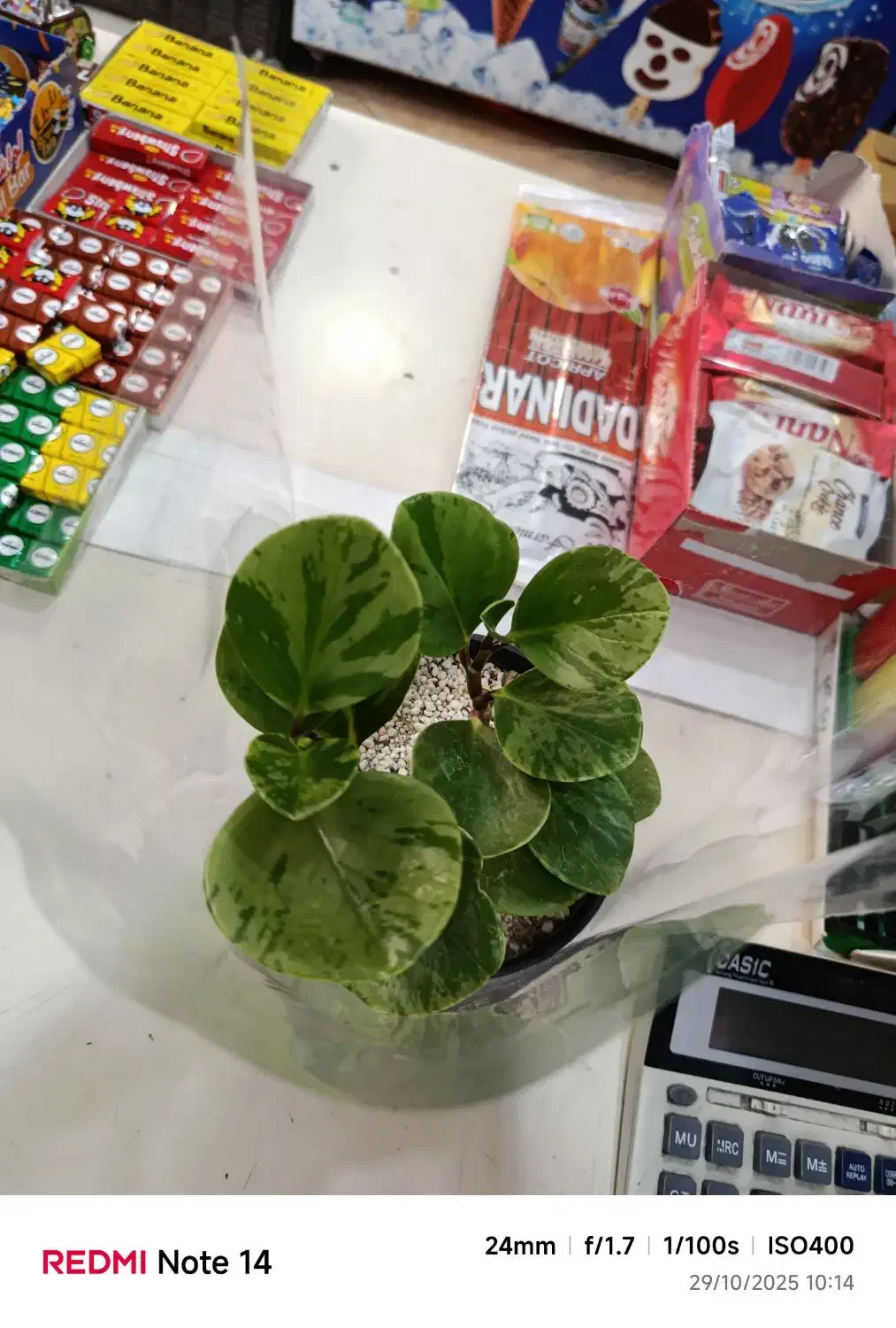 گل خونگی ، گل آپارتمانی|گل و گیاه طبیعی|قرچک, شهرک مهستان|دیوار