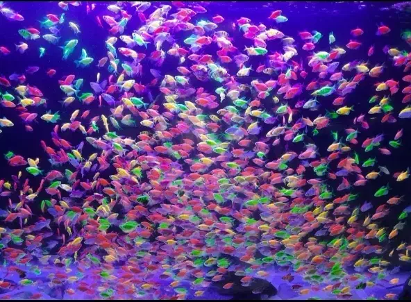 ماهی اکواریوم تجهیزات|ماهی|سردشت, |دیوار