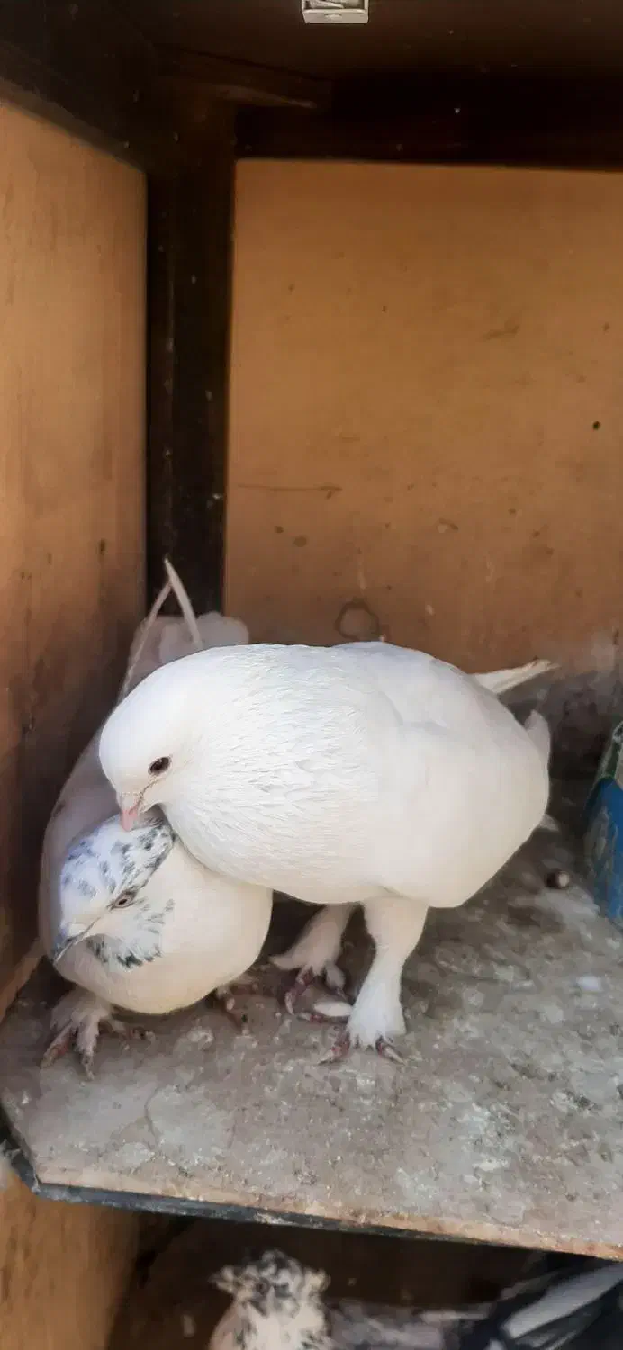 کبوتر|پرنده|محمدشهر, محمدشهر|دیوار