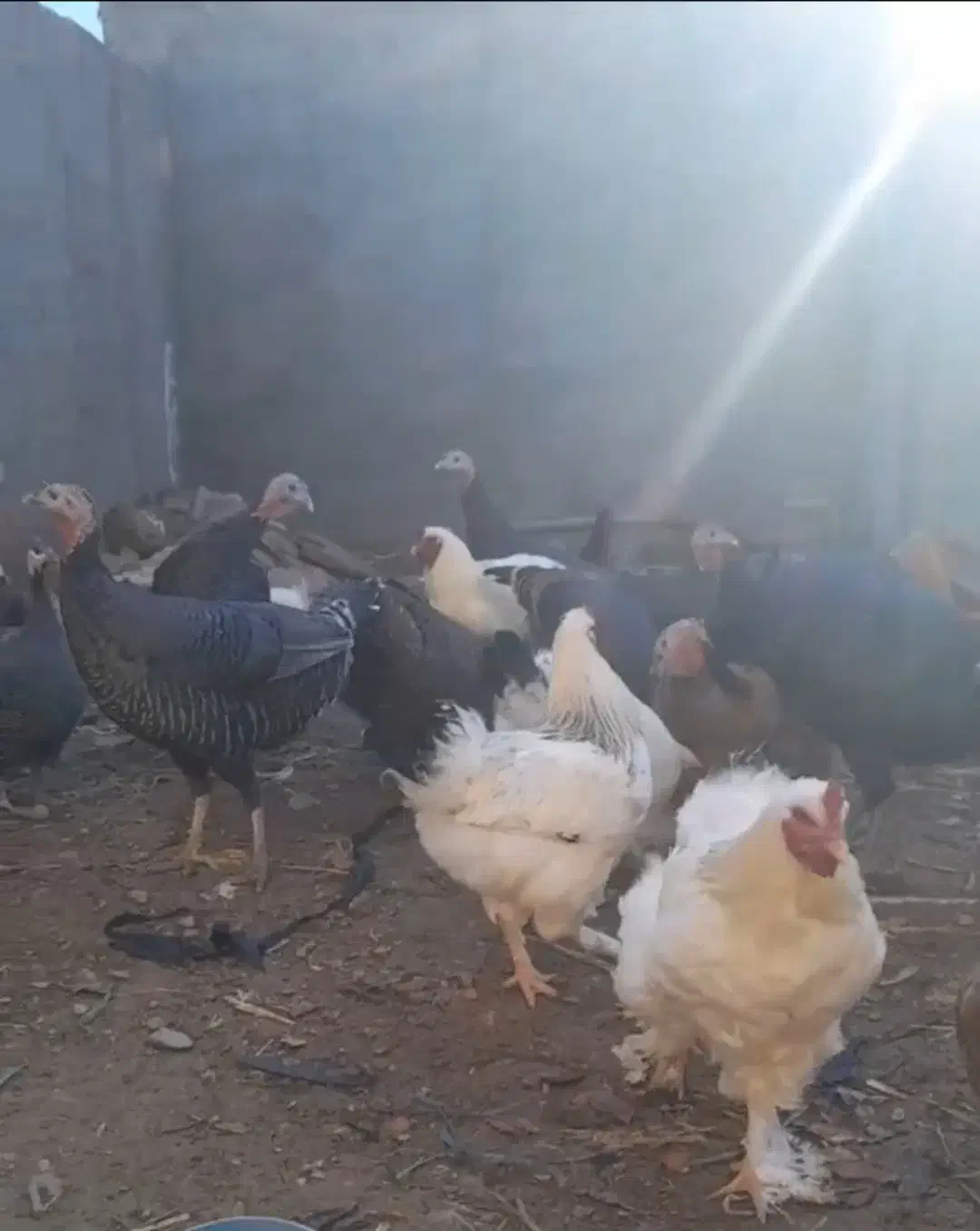 بوقلمون و مرغ برهما|حیوانات مزرعه|دشتابی, |دیوار