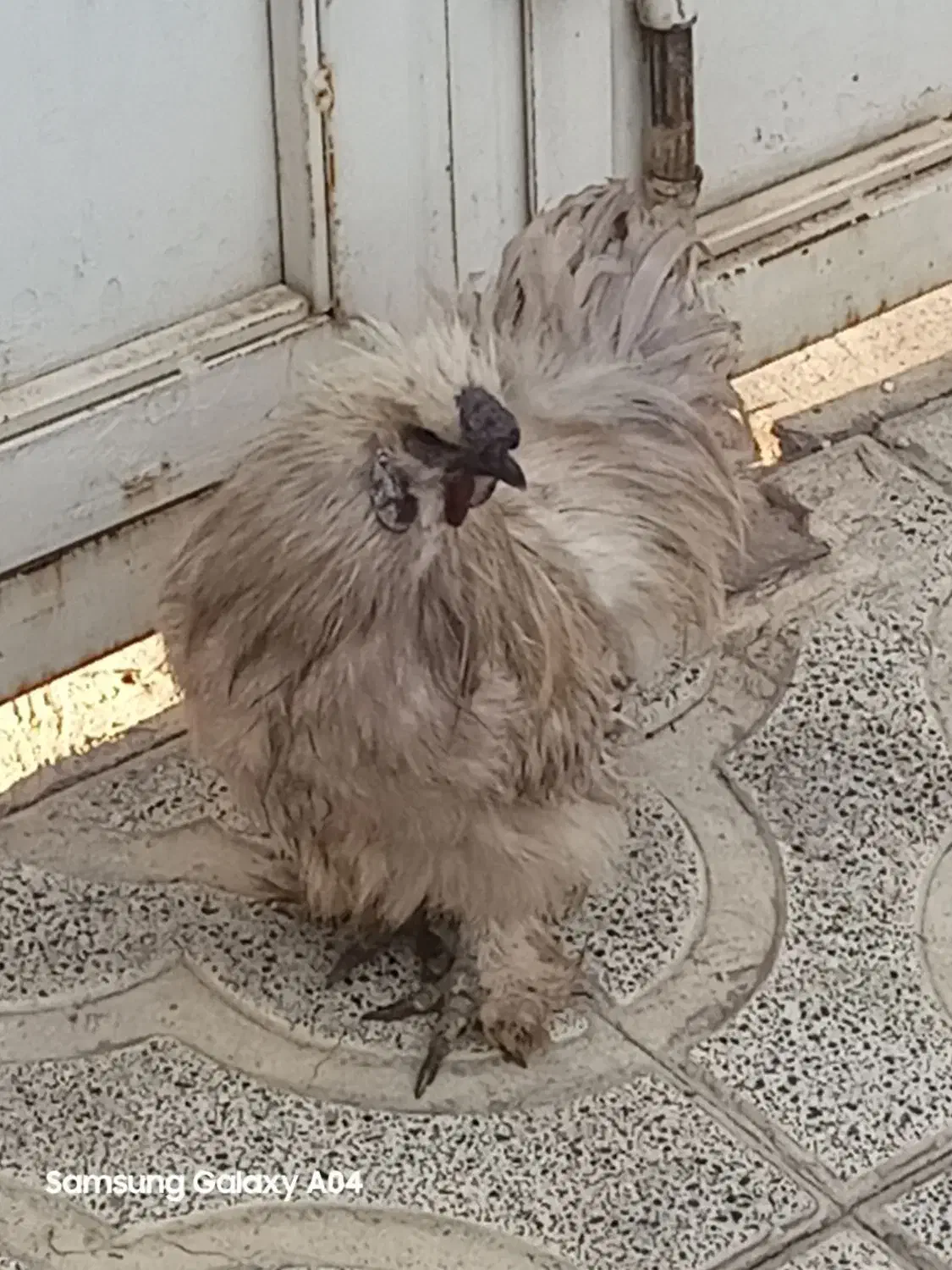 خروس ابریشمی فرانسوی|حیوانات مزرعه|هشتگرد, هشتگرد قدیم|دیوار