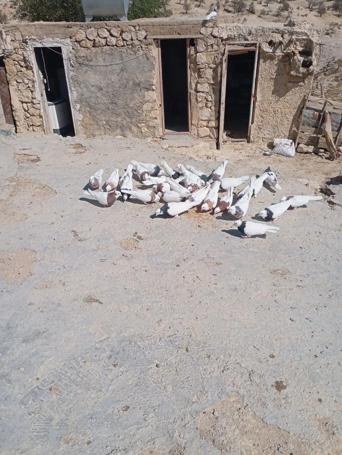 سری700|پرنده|لنده, |دیوار