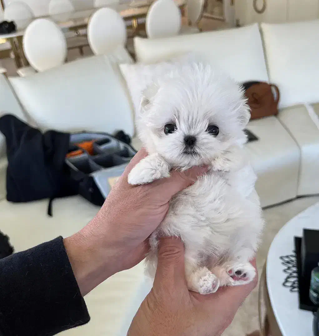 مالتیپو عروسکی و مالتیز عروسکی|سگ|تهران, پونک|دیوار