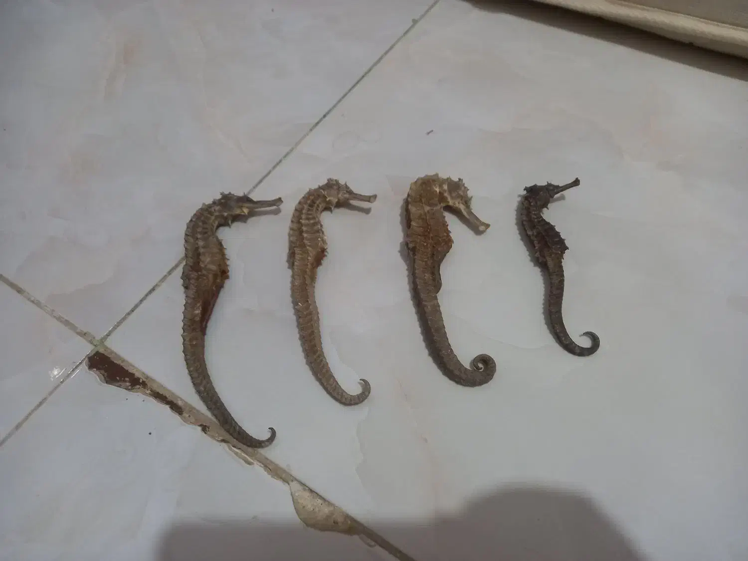 اسب دریایی|مجسمه، تندیس، ماکت|آبادان, |دیوار