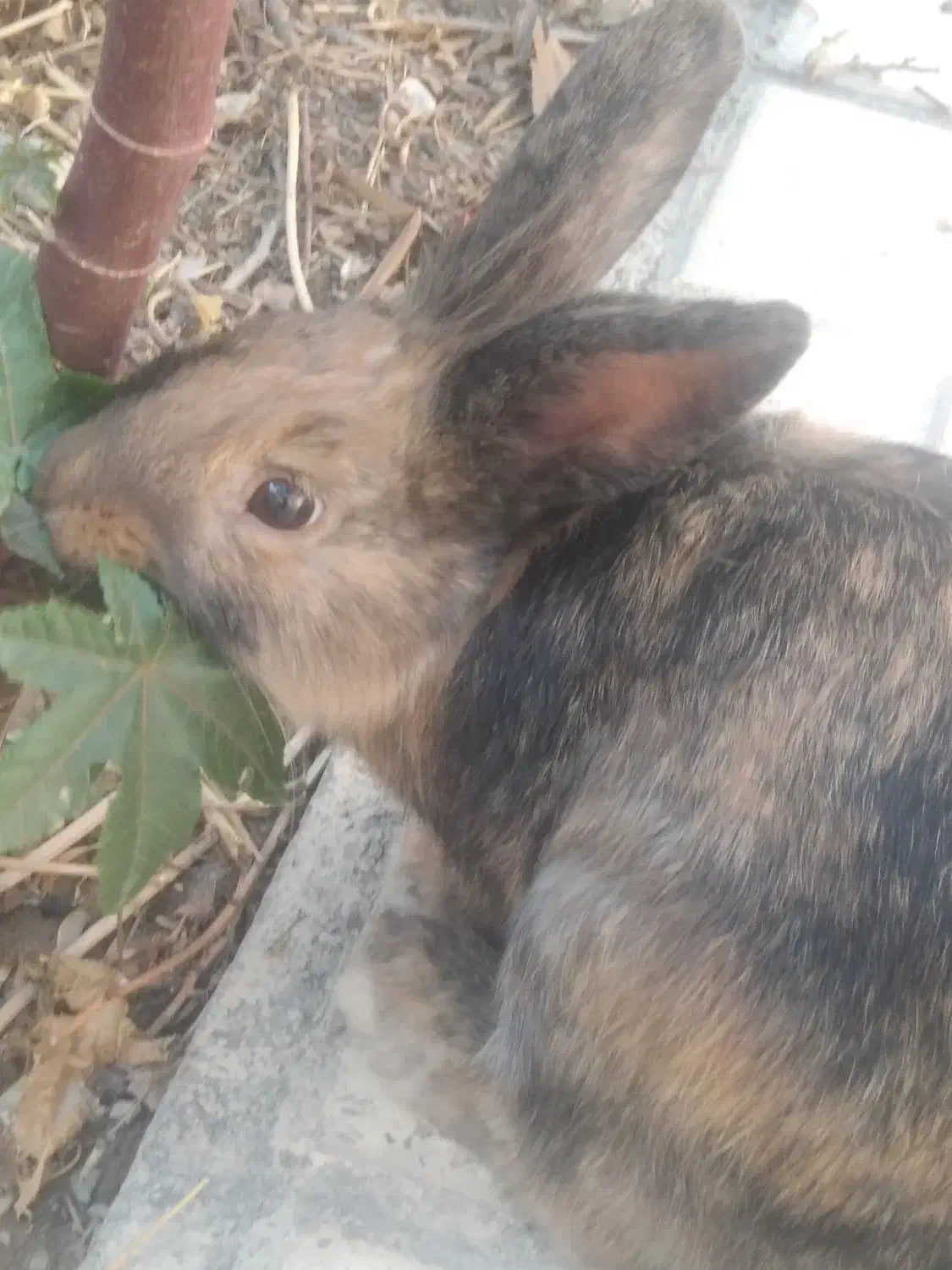 خرگوش لوپ|موش و خرگوش|نجف‌آباد, یزدانشهر|دیوار