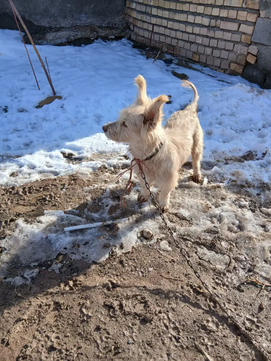 فروشی|سگ|تربت‌حیدریه, حسنی بالا|دیوار