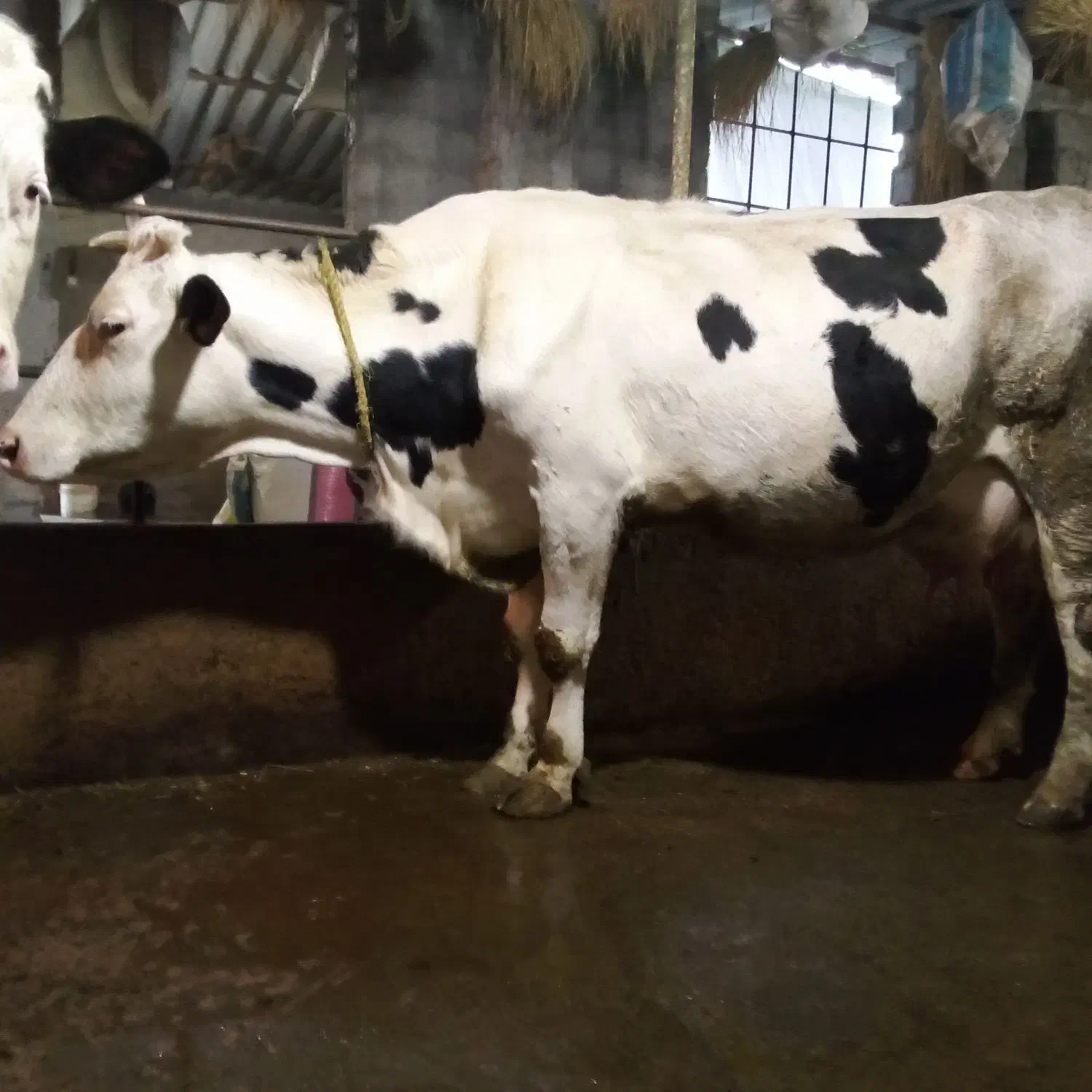 گاو هلیشتاین|حیوانات مزرعه|خوش‌رودپی, |دیوار