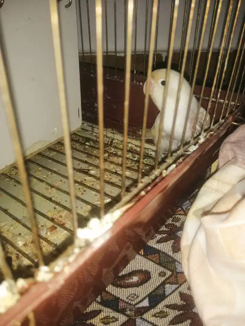 طوطی برزیلی نر و ماده|پرنده|رشت, کوی مهر|دیوار