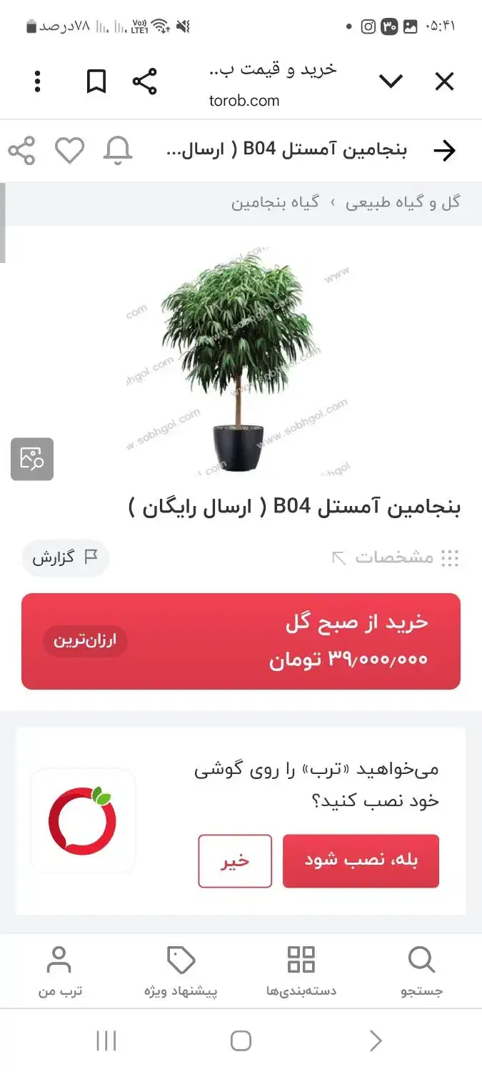 درختچه آمستل کینگ|گل و گیاه طبیعی|تهران, مرزداران|دیوار
