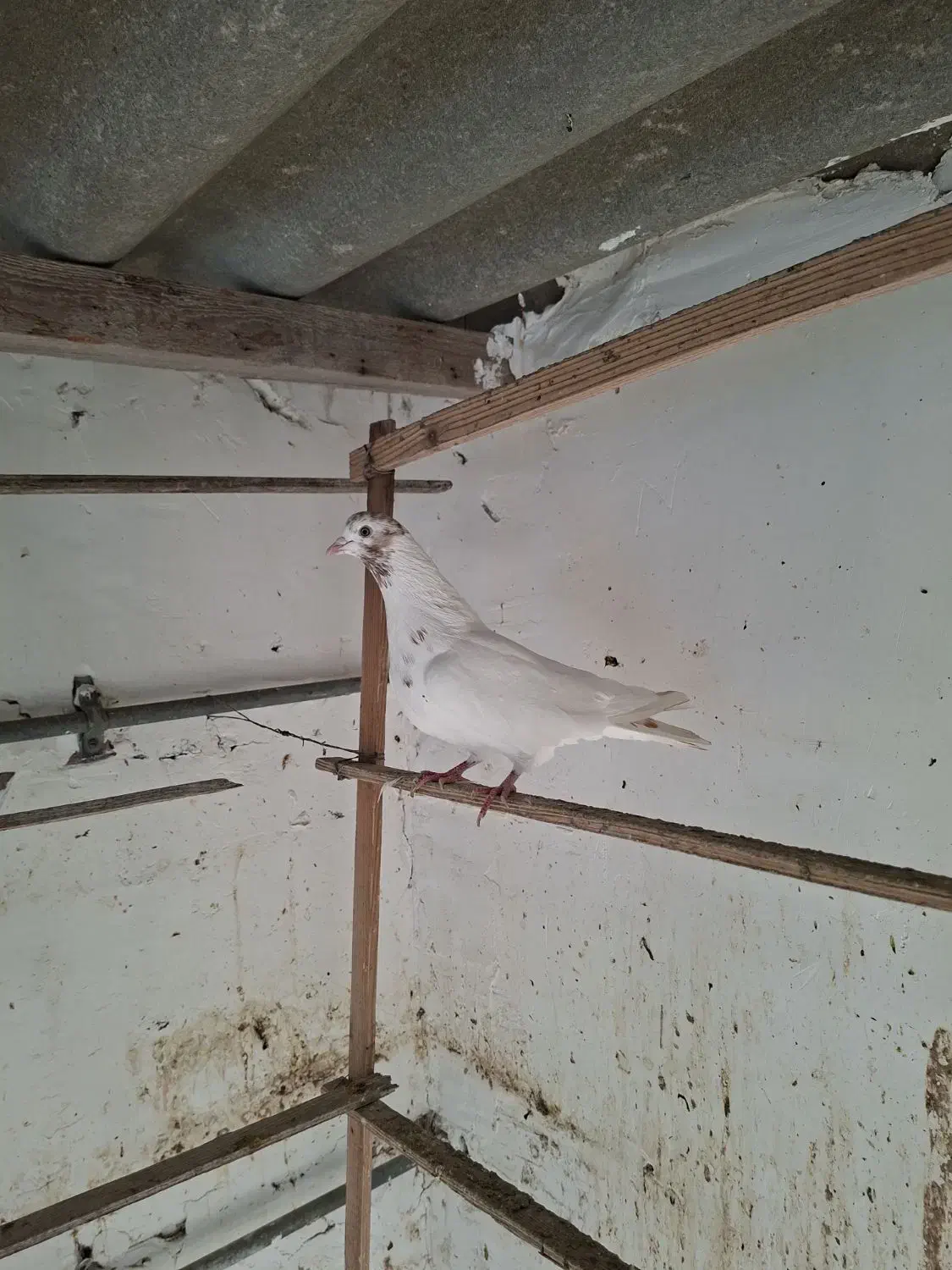 ۴تا کفتر پرشی تصمین|پرنده|بندر ترکمن, |دیوار