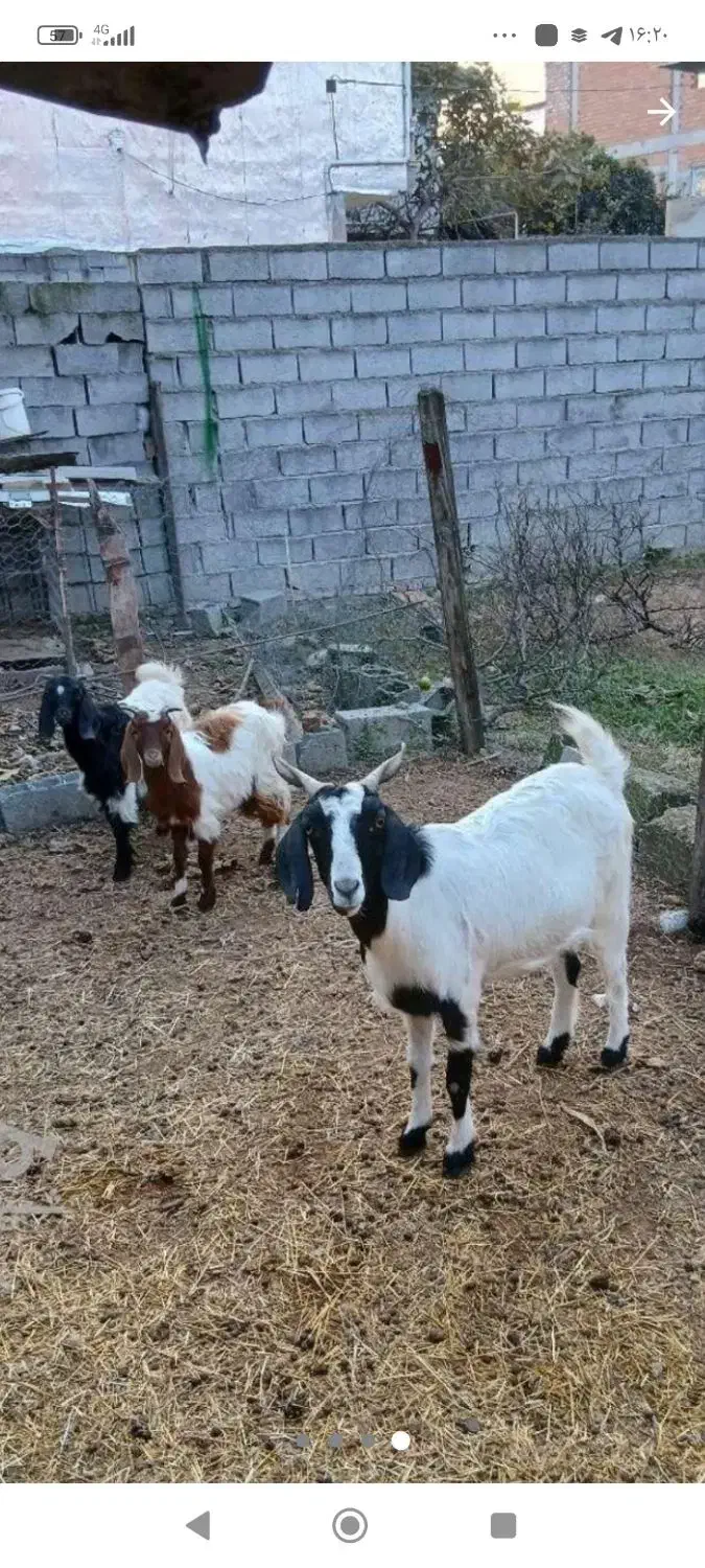 بگوسفند بز دوقلوزا آبستن با دو بزغاله|حیوانات مزرعه|چمستان, |دیوار