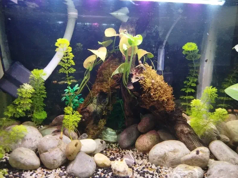 اکواریوم معاوضه هم داره|ماهی|یاسوج, |دیوار