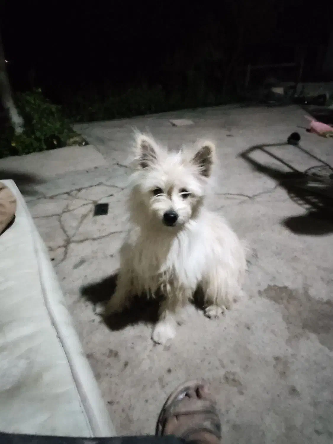 سگ پامرین|سگ|محمدشهر, محمدشهر|دیوار