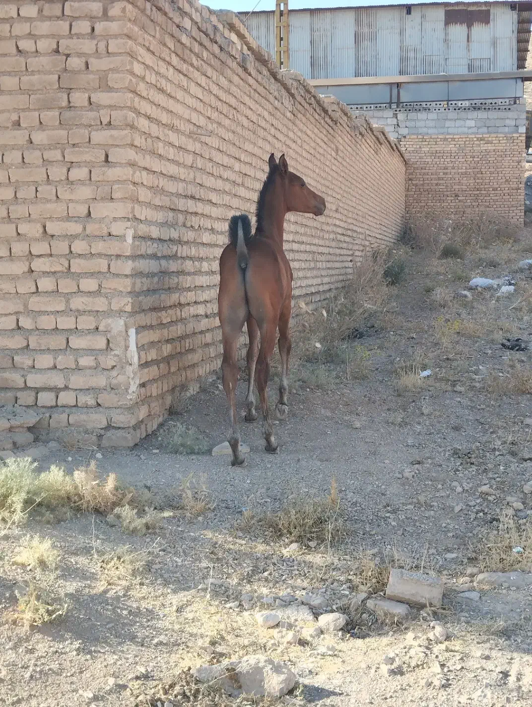 کره اسب دره شوری 2و 3ماهه|اسب و تجهیزات اسبسواری|داران, |دیوار