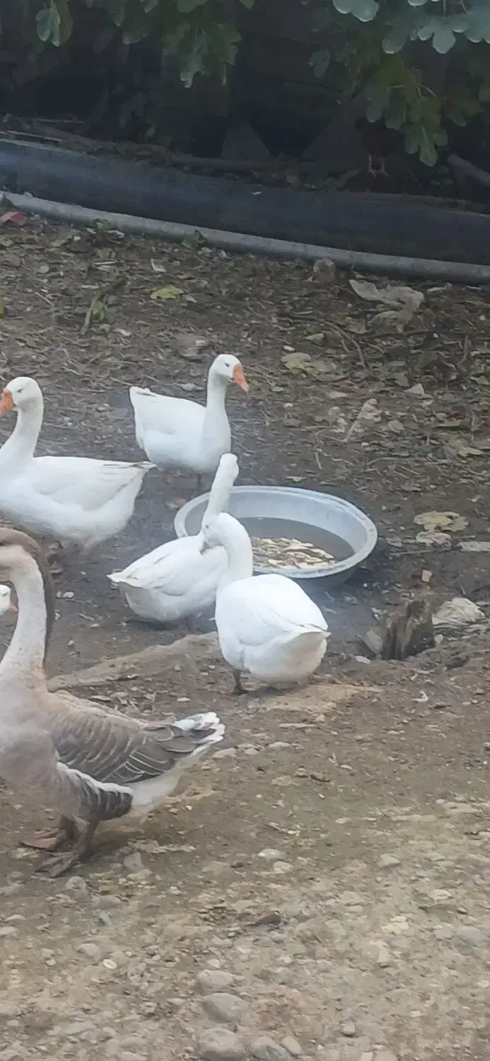 قو غاز|حیوانات مزرعه|رودسر, |دیوار