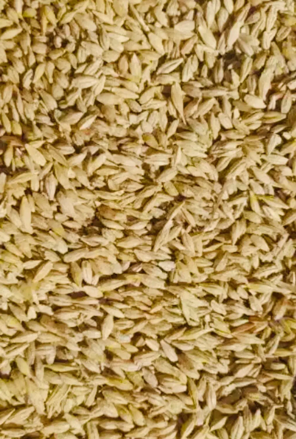 جو یونجه بره میش اسب|لوازم جانبی حیوانات|یاسوج, |دیوار