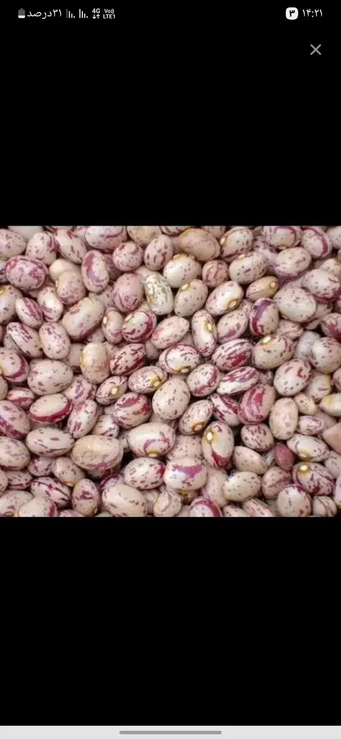 لوبیا چیتی|عمده‌فروشی|سجاس رود, |دیوار