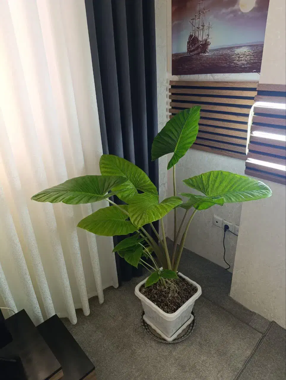 بابا آدم گل لاکچری|گل و گیاه طبیعی|قم, سید معصوم|دیوار